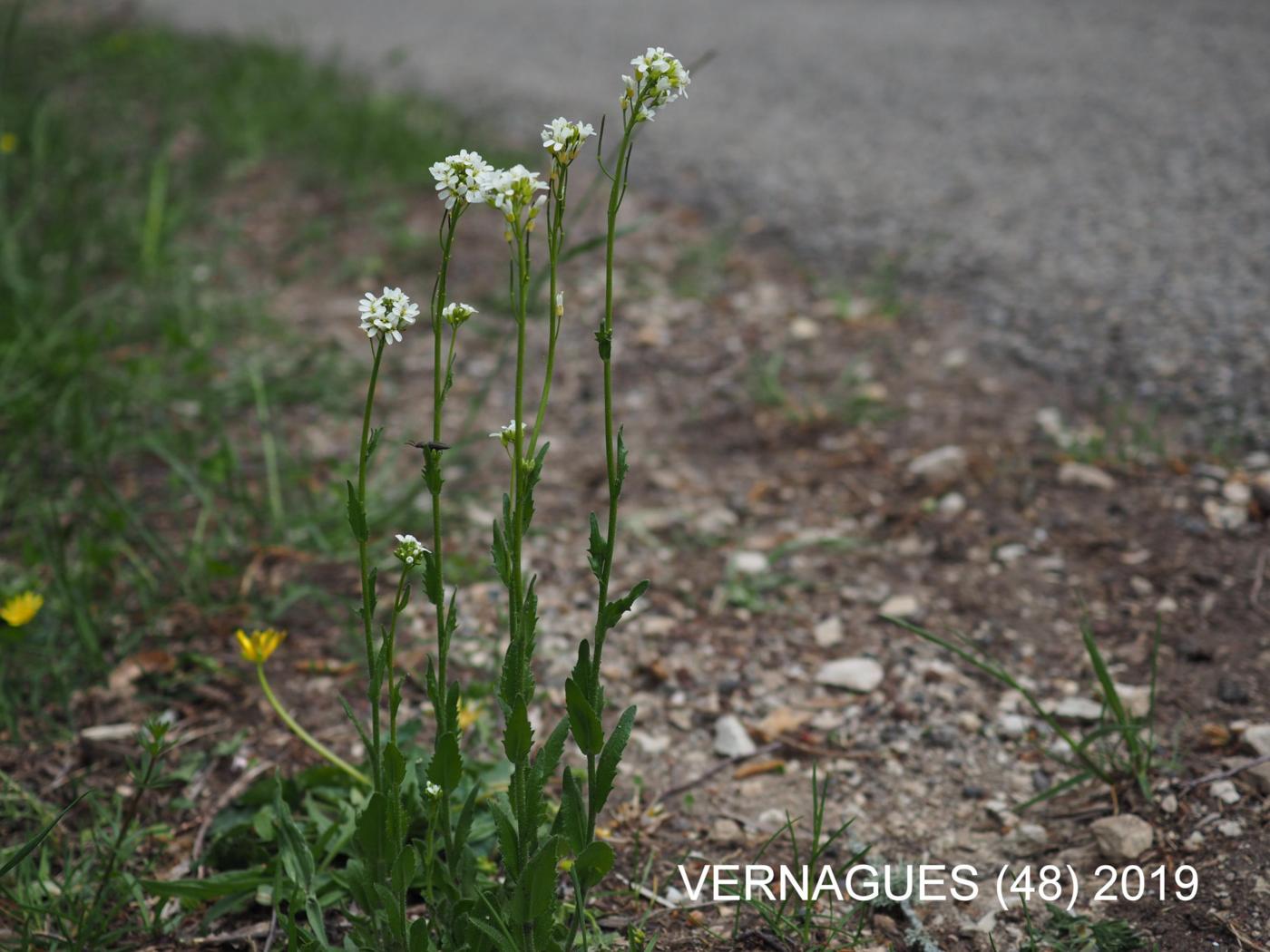 Rock-cress, Hairy plant